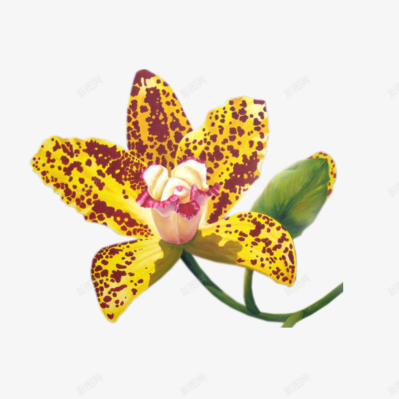 黄色斑点盛开的花朵png免抠素材_新图网 https://ixintu.com 斑点状 植物 花朵 黄色