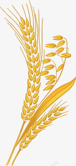 麦穗抠图金黄色手绘麦穗装饰高清图片
