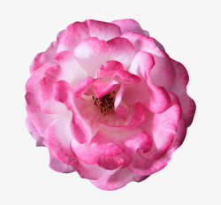 花序粉色花朵特写高清图片