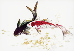 中国画鲤鱼素材