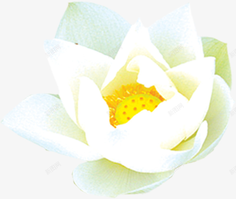白色清新纯洁花朵png免抠素材_新图网 https://ixintu.com 清新 白色 纯洁 花朵