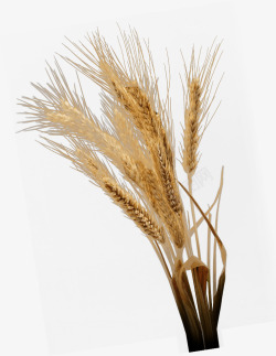 麦穗植物素材
