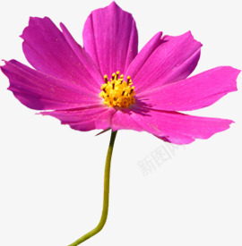 紫色春天盛开花朵png免抠素材_新图网 https://ixintu.com 春天 盛开 紫色 花朵