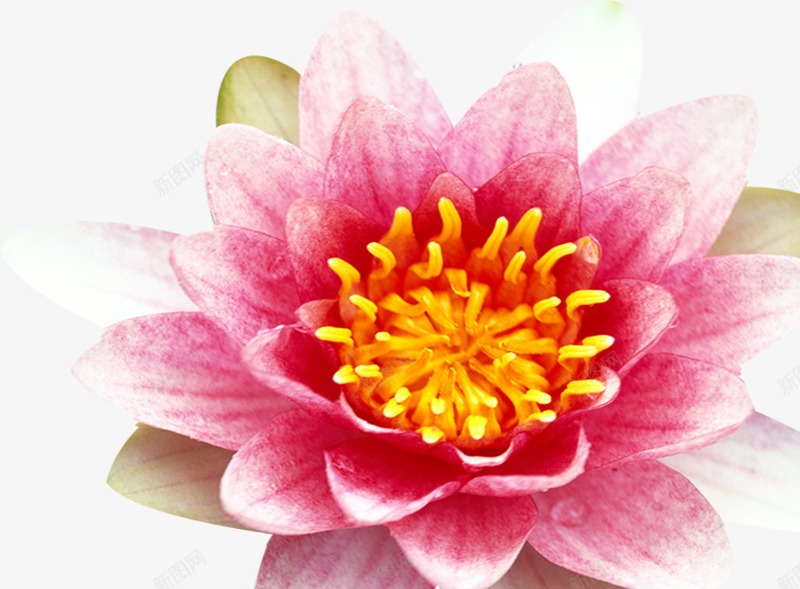 粉色完美盛开花朵植物png免抠素材_新图网 https://ixintu.com 完美 植物 盛开 粉色 花朵