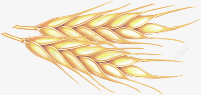手绘黄色麦穗装饰png免抠素材_新图网 https://ixintu.com 装饰 麦穗 黄色