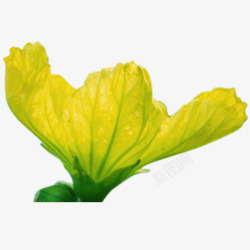 亭亭玉立的黄色丝瓜花静静开放的黄色丝瓜花透明高清图片