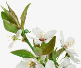 白色纯洁花朵山茶花素材