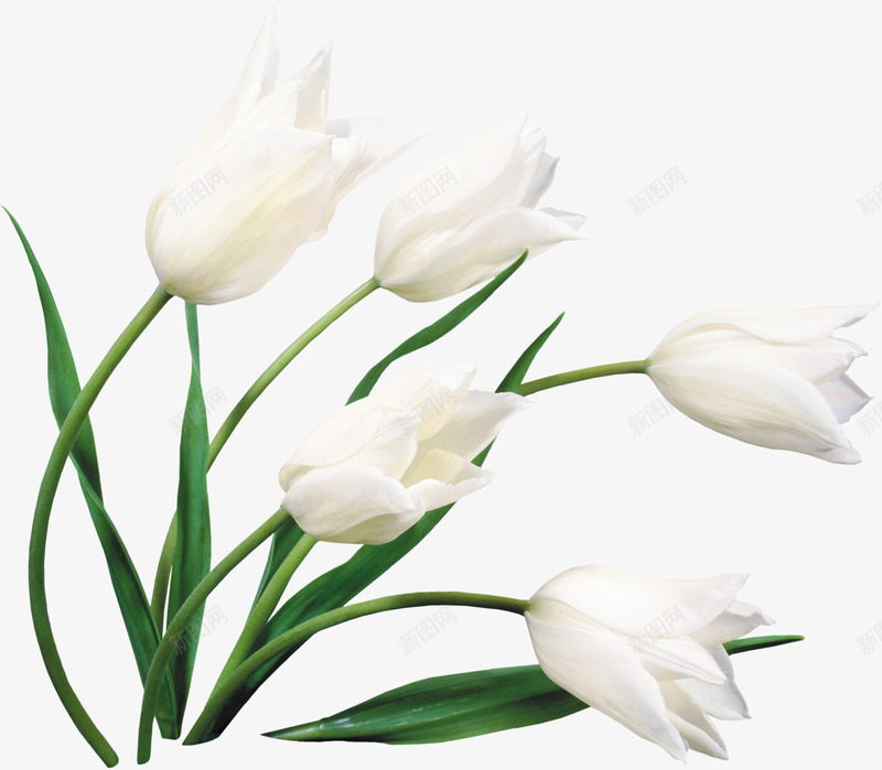 白色优美纯洁花朵植物png免抠素材_新图网 https://ixintu.com 优美 植物 白色 纯洁 花朵