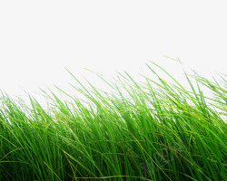绿色草丛装饰春天png免抠素材_新图网 https://ixintu.com 春天 绿色 草丛 装饰
