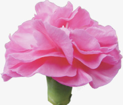 粉色唯美盛开花朵节日素材