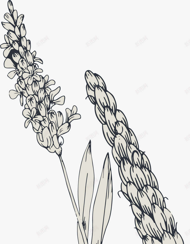 手绘麦穗和花朵png免抠素材_新图网 https://ixintu.com 手绘 花朵 麦穗