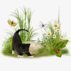 黑色野猫草丛里的野猫高清图片