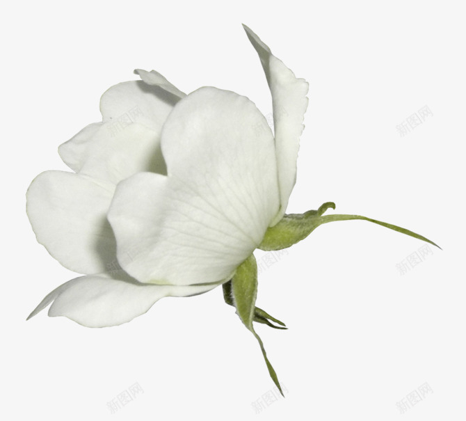 白色盛开花朵装饰png免抠素材_新图网 https://ixintu.com 白色 盛开 花朵 装饰