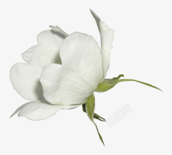白色盛开花朵装饰素材