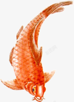 彩绘红色鲤鱼素材