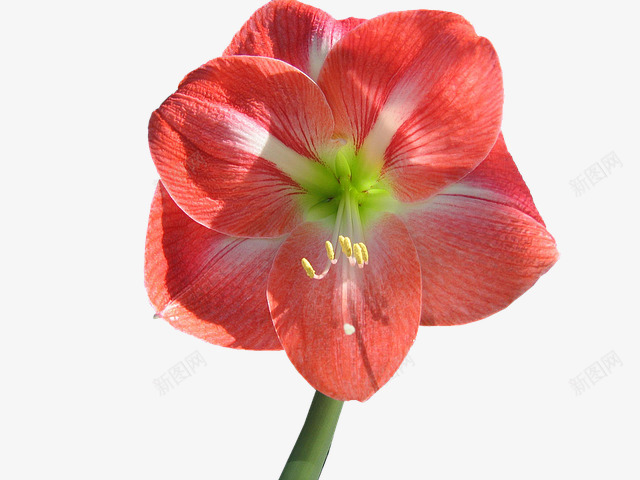 一朵盛开的粉色花朵png免抠素材_新图网 https://ixintu.com 春天 植物 画 粉色花 花朵 鲜花