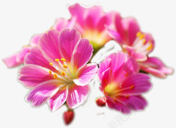 粉色春天盛开花朵装饰素材