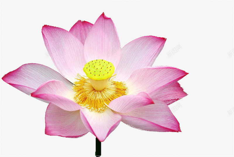粉色荷花png免抠素材_新图网 https://ixintu.com 产品实物 唯美荷花 浪漫荷花 盛开的荷花 粉色荷花 花朵 荷花