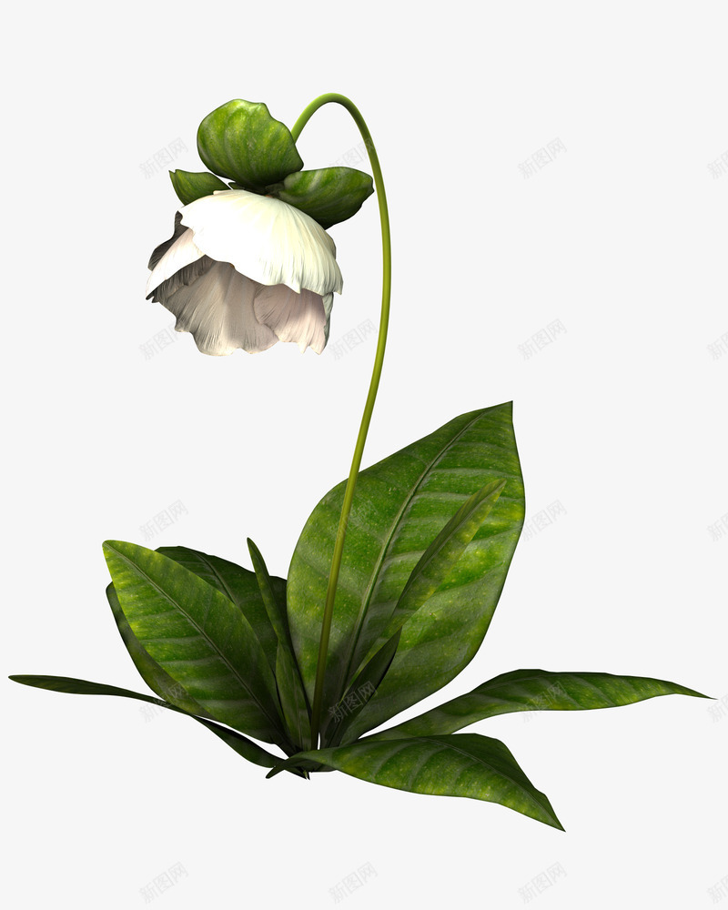 白色花卉png免抠素材_新图网 https://ixintu.com 厂 开花 性质 春天 白 白花 美丽的花 花 花园 野生花卉
