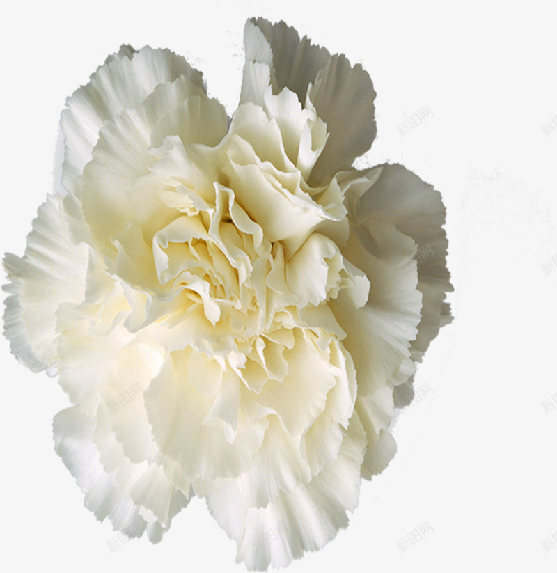 白色简约纯洁花朵美景png免抠素材_新图网 https://ixintu.com 白色 简约 纯洁 美景 花朵