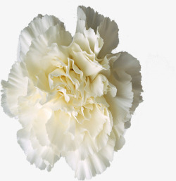 白色简约纯洁花朵美景素材
