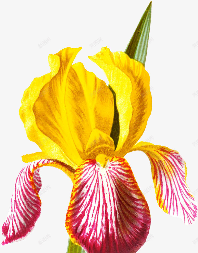 手绘花朵png免抠素材_新图网 https://ixintu.com 写实花卉 彩绘花卉 花卉 花朵 黄色