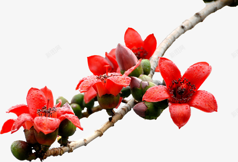 红色盛开美景花朵树枝png免抠素材_新图网 https://ixintu.com 树枝 盛开 红色 美景 花朵