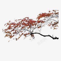 弯曲枝干枫树高清图片