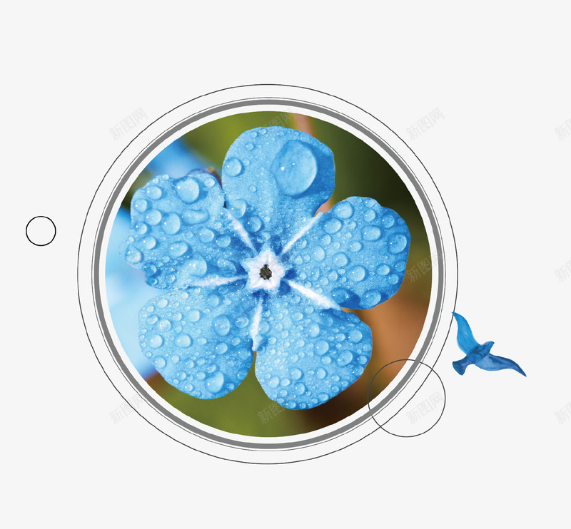 蓝色唯美花朵图标psd_新图网 https://ixintu.com 创意设计 唯美 图标 清新 白露 花朵 蓝色 露珠