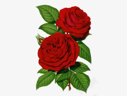 两朵盛开的大红玫瑰素材