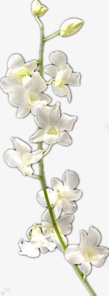 被色的兰花png免抠素材_新图网 https://ixintu.com 白花 纯洁 绽放的花 美丽的花