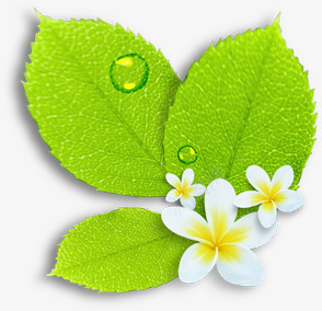 绿叶白花露珠png免抠素材_新图网 https://ixintu.com 白花 绿叶 露珠