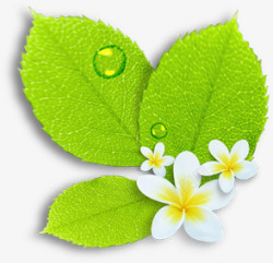 绿叶白花露珠素材