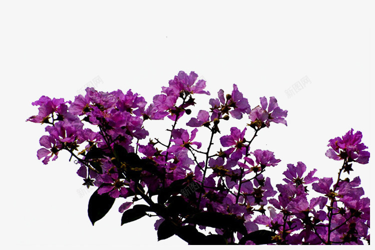 紫色怒放的紫薇花png免抠素材_新图网 https://ixintu.com 很多花朵 紫色 紫薇花