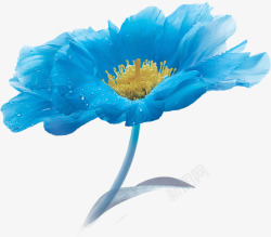 蓝色唯美露珠花朵素材