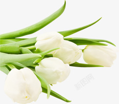 白色纯洁花朵植物素材