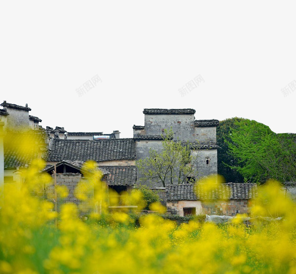 油菜花田中的青色徽州建筑png免抠素材_新图网 https://ixintu.com 建筑 徽州 摄影 油菜花 风景