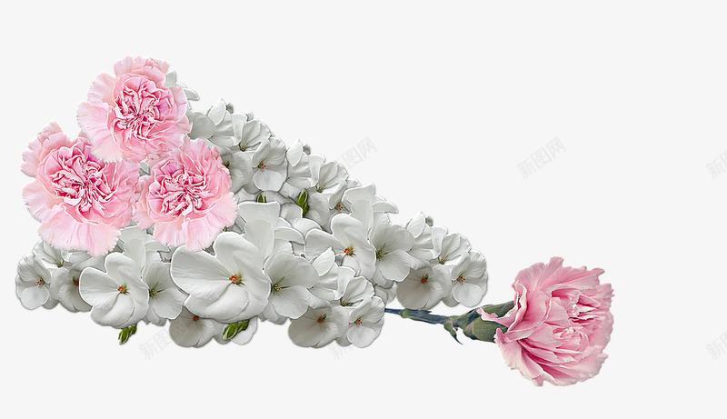 一束盛开的鲜花png免抠素材_新图网 https://ixintu.com 康乃馨 植物 白色花朵 粉色花朵 花 花朵 鲜花