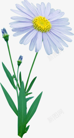 白色盛开完整花朵png免抠素材_新图网 https://ixintu.com 完整 白色 盛开 花朵