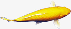 金色游动鲤鱼素材
