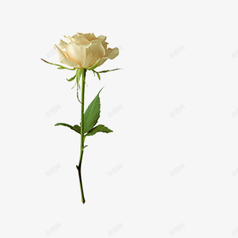 一朵盛开的白玫瑰png免抠素材_新图网 https://ixintu.com 唯美 春天 柔美 清新 玫瑰 美丽 芬芳 鲜花