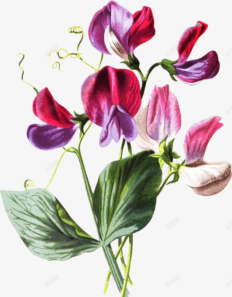 手绘花朵png免抠素材_新图网 https://ixintu.com 写实花卉 彩绘花卉 紫色 花卉 花朵