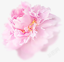 粉色盛开花朵唯美素材