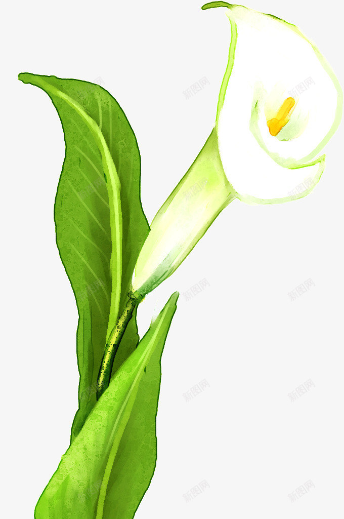 手绘白色纯洁马蹄莲花朵植物png免抠素材_新图网 https://ixintu.com 植物 白色 纯洁 花朵 马蹄莲