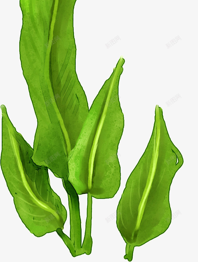 手绘白色纯洁马蹄莲花朵植物png免抠素材_新图网 https://ixintu.com 植物 白色 纯洁 花朵 马蹄莲