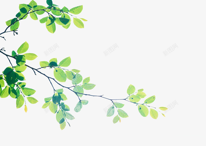 绿色天然手绘植物树叶png免抠素材_新图网 https://ixintu.com 天然 树叶 植物 绿色