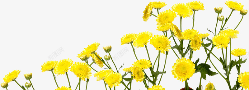 黄色唯美花朵美景户外png免抠素材_新图网 https://ixintu.com 户外 美景 花朵 黄色