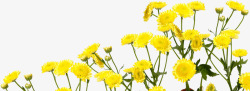 黄色唯美花朵美景户外素材