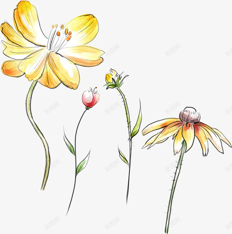彩色盛开花朵植物春天png免抠素材_新图网 https://ixintu.com 彩色 春天 植物 盛开 花朵