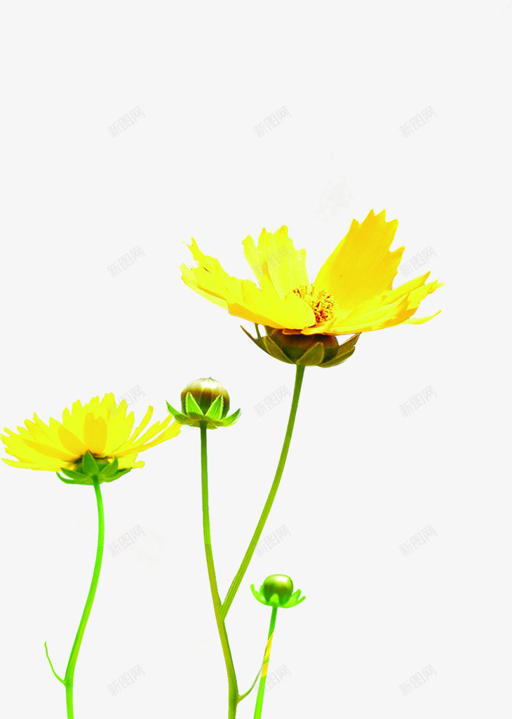 黄色纯净花朵美景png免抠素材_新图网 https://ixintu.com 纯净 美景 花朵 黄色